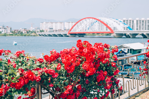 Modern bridge and apartment with red flower on riverside park in Chuncheon, Korea © Sanga
