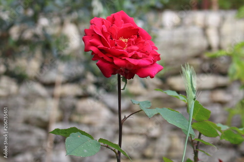 Rosa