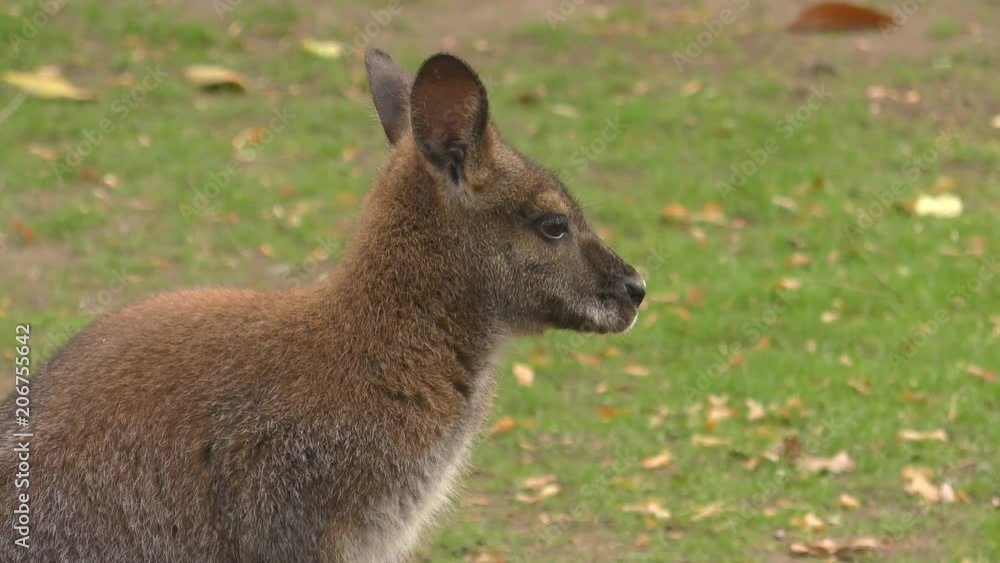 Red-necked wallaby or Bennett's wallaby (Macropus rufogriseus) with a clip on the ear. Red-necked wallaby or Bennett's wallaby (Macropus rufogriseus) with a clip on the ear.