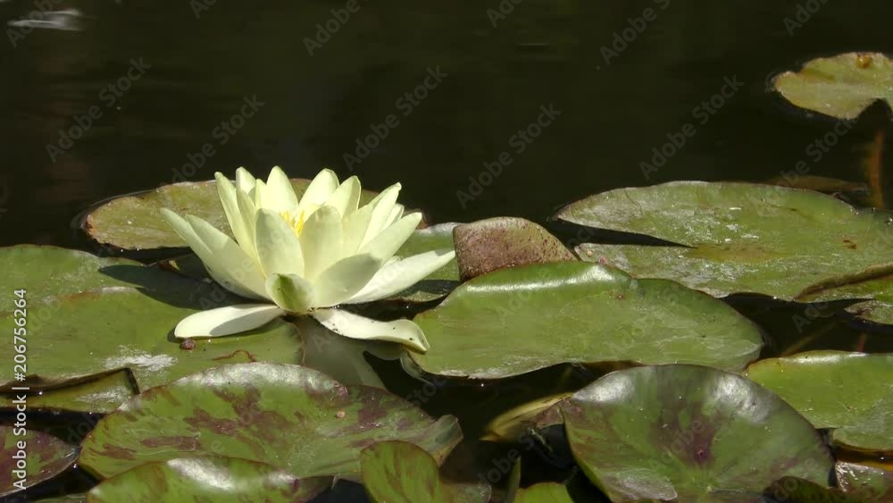 White Water-lily (Nymphaea alba).