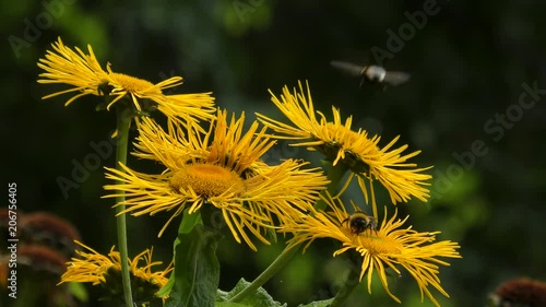 Bumblebees on the flowers Elecampane or horse-heal (Inula helenium). photo