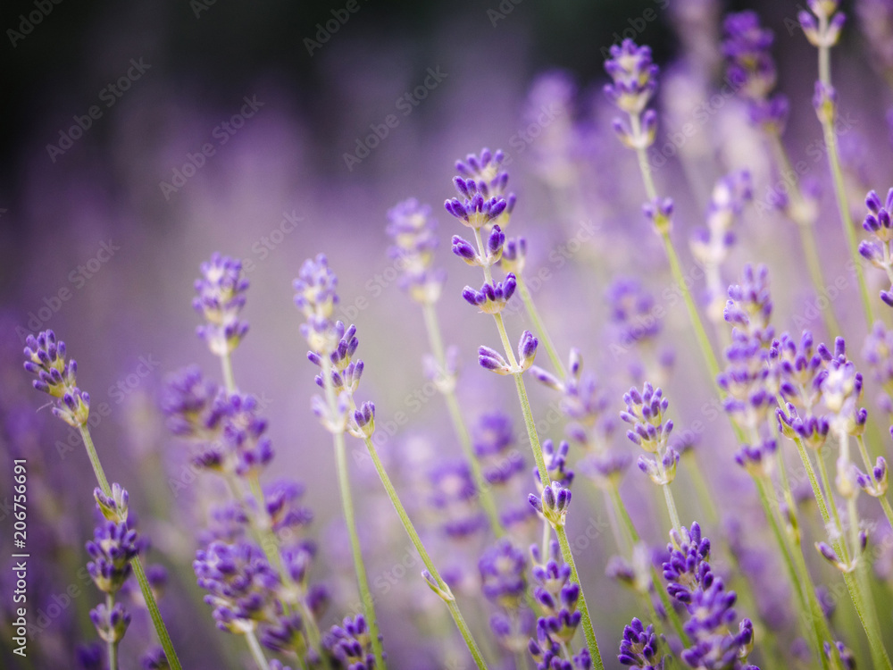 Obraz premium Piękny detal pachnących kwiatów lawendy w idealnym kolorze Radiant Orchid we francuskiej Prowansji. Obraz dla rolnictwa, perfum, kosmetyków SPA, przemysłu medycznego, fioletowy, żywy kolor