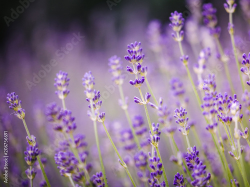 Beautiful detail of scented lavender flowers field perfect Radiant Orchid color in Provence France. Image for agriculture, perfume, cosmetics SPA, medical industries purple vivid color