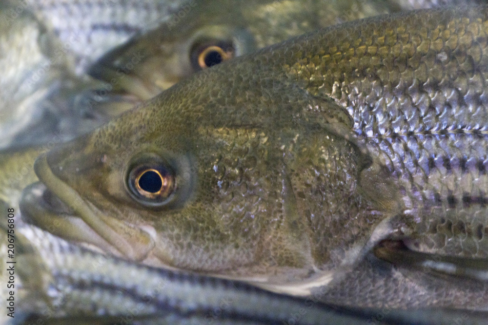 Striped Bass Looking Alarmed Close Up Striped Bass Looking Alarmed Close Up