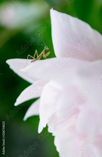 Baby Preying Mantis on Pink Peony