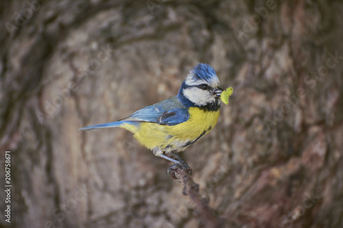 Eurasian blue tit by its blue and yellow plumage and small size sitting on a branch with food in the beak on green background.