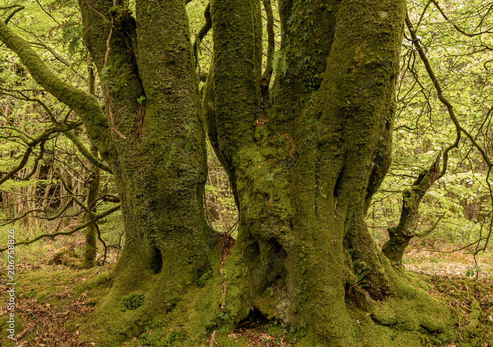 Obraz premium Heavy moss covered tree trunks in forest