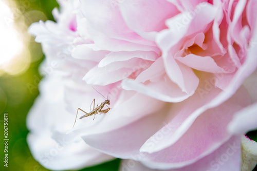 Baby Preying Mantis on a Pink Peony