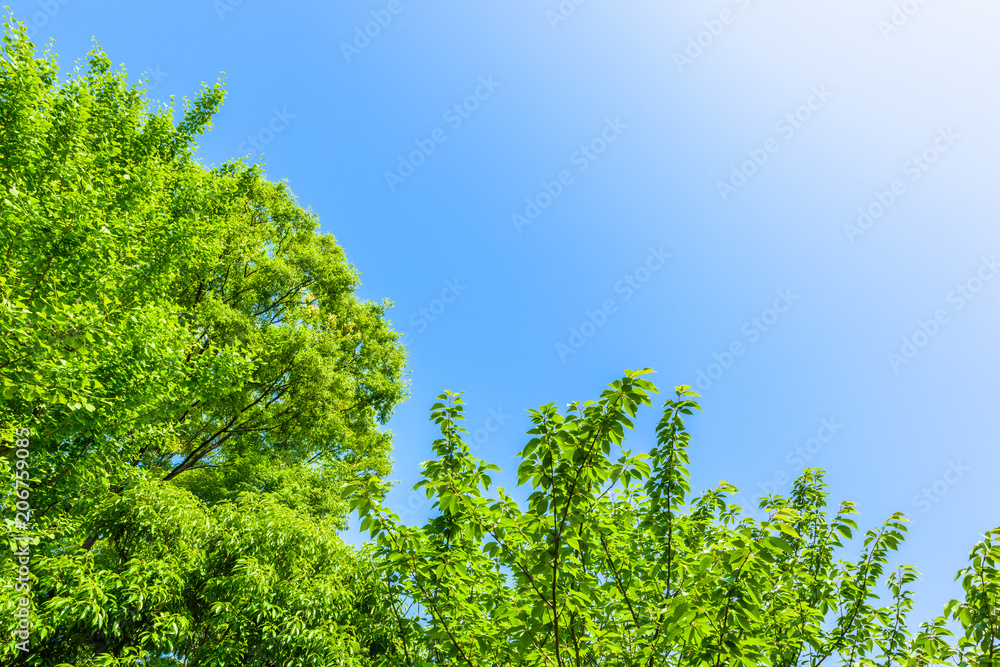 新緑の葉 Fresh green leaves 新緑の葉 Fresh green leaves