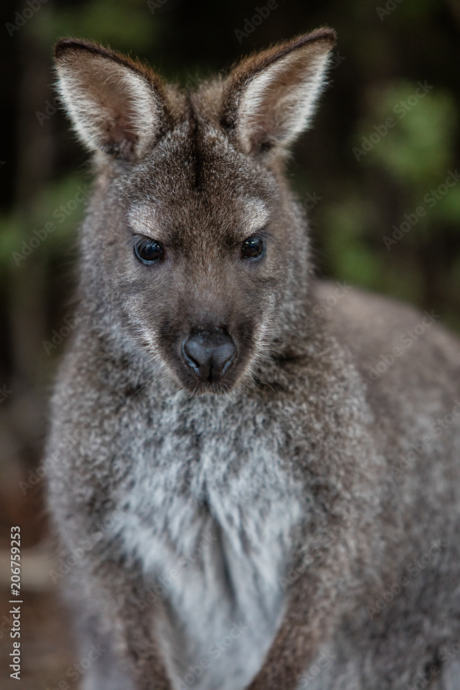 Wallaby in Freycinet National Park, Tasmania, Australia