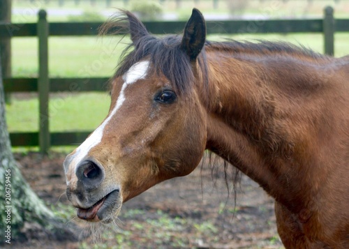 Funny Horse Sticking Tongue Out