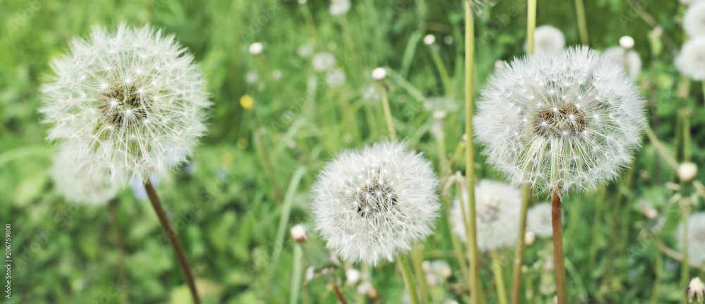 Dandelions. Summer field with white dandelions flowers close up Dandelions. Summer field with white dandelions flowers close up
