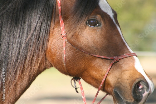 Striking Horse Face with Rope Halter in Broken Sunlight