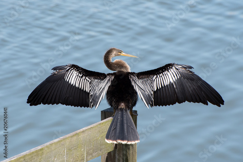 Photos Anhinga drying its wings.