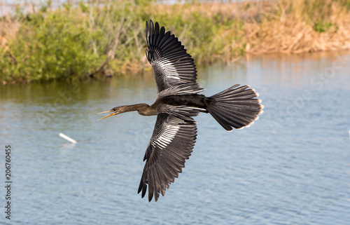Flying anhinga