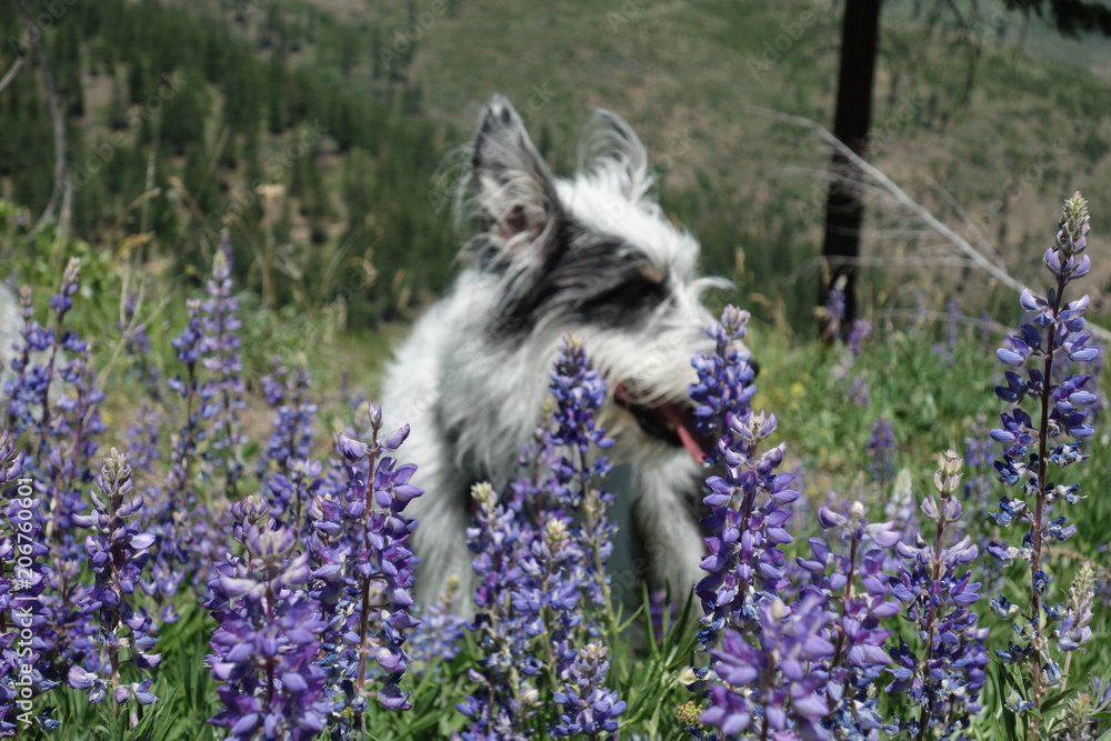 Obraz premium Landscapes of the Pacific Northwest