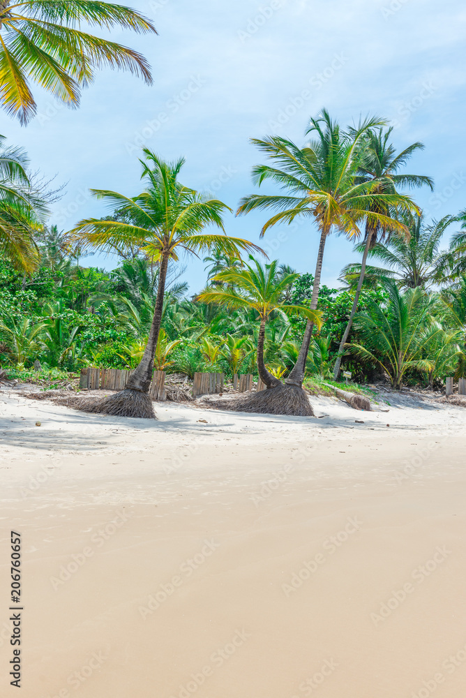 Rich beach vegetation in Itacare at the Bahia Rich beach vegetation in Itacare at the Bahia