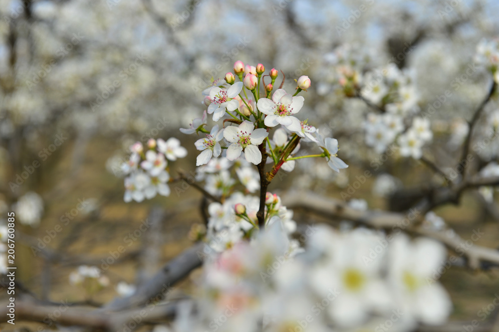 Pear flower in full bloom in spring