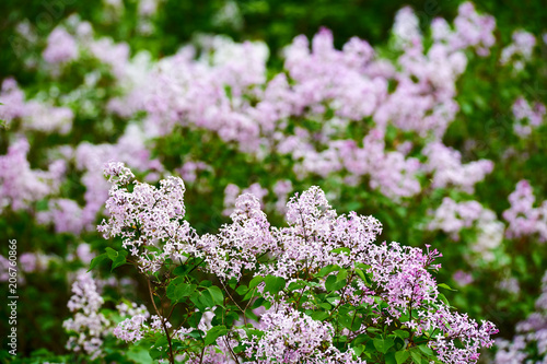 Lilac flowers in full bloom.