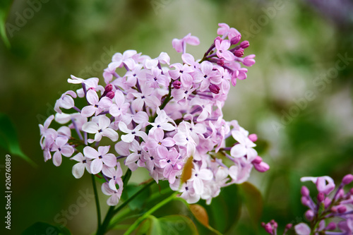 Lilac flowers in full bloom.