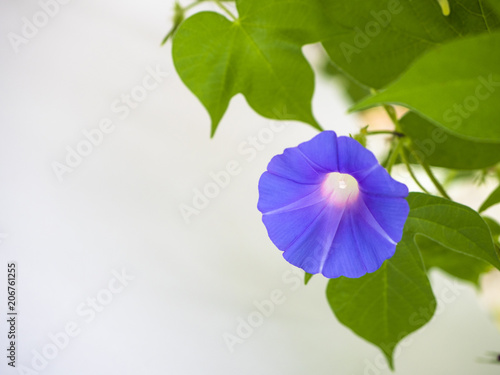 Morning glory photo