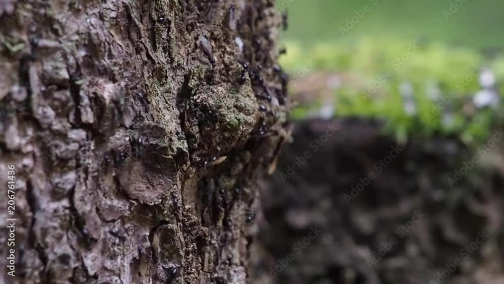 Close up of swarming ants on a stem of spruce Close up of swarming ants on a stem of spruce