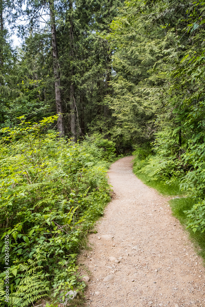 trail curve into the green forest trail curve into the green forest