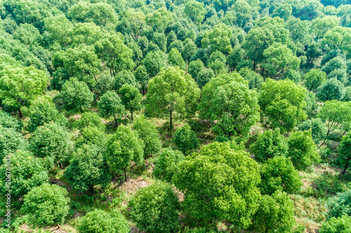 Aerial view of the green forest