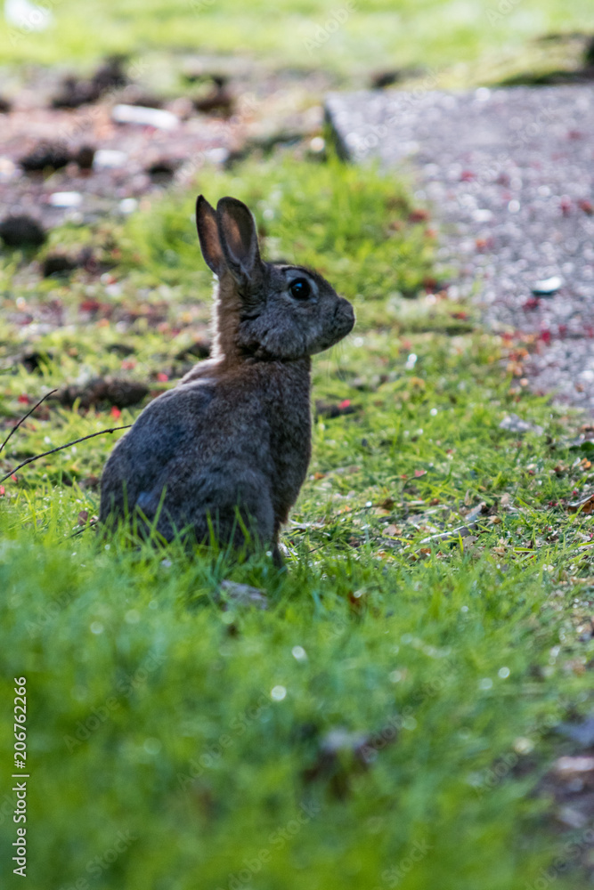 Fototapeta premium grey rabbit sitting on the grass and back lit by the setting sun