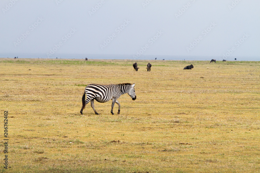 Naklejka premium Field with zebras and blue wildebeest