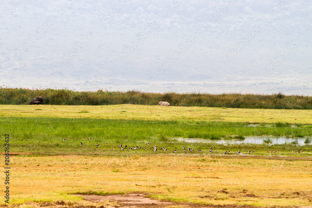 Fototapeta premium Ngorongoro Conservation Area Landscape and Wildlife