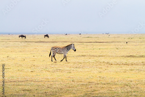 Field with zebras and blue wildebeest