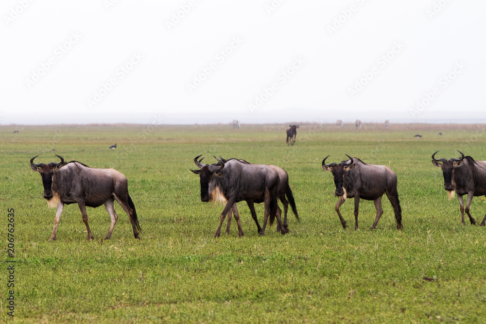 Blue wildebeest (Connochaetes taurinus), common, white-bearded wildebeest or brindled gnu, large antelope in Ngorongoro Conservation Area (NCA), Crater Highlands, Tanzania Blue wildebeest (Connochaetes taurinus), common, white-bearded wildebeest or brindled gnu, large antelope in Ngorongoro Conservation Area (NCA), Crater Highlands, Tanzania