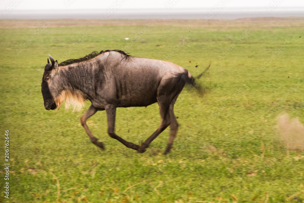 Blue wildebeest (Connochaetes taurinus), common, white-bearded wildebeest or brindled gnu, large antelope in Ngorongoro Conservation Area (NCA), Crater Highlands, Tanzania Blue wildebeest (Connochaetes taurinus), common, white-bearded wildebeest or brindled gnu, large antelope in Ngorongoro Conservation Area (NCA), Crater Highlands, Tanzania