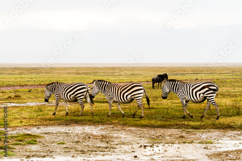 Zebra species of African equids (horse family) with unique patterns in Ngorongoro Conservation Area (NCA) World Heritage Site in the Crater Highlands, Tanzania.