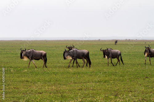 Fototapeta Naklejka Na Ścianę i Meble -  Blue wildebeest (Connochaetes taurinus), common, white-bearded wildebeest or brindled gnu, large antelope in Ngorongoro Conservation Area (NCA), Crater Highlands, Tanzania
