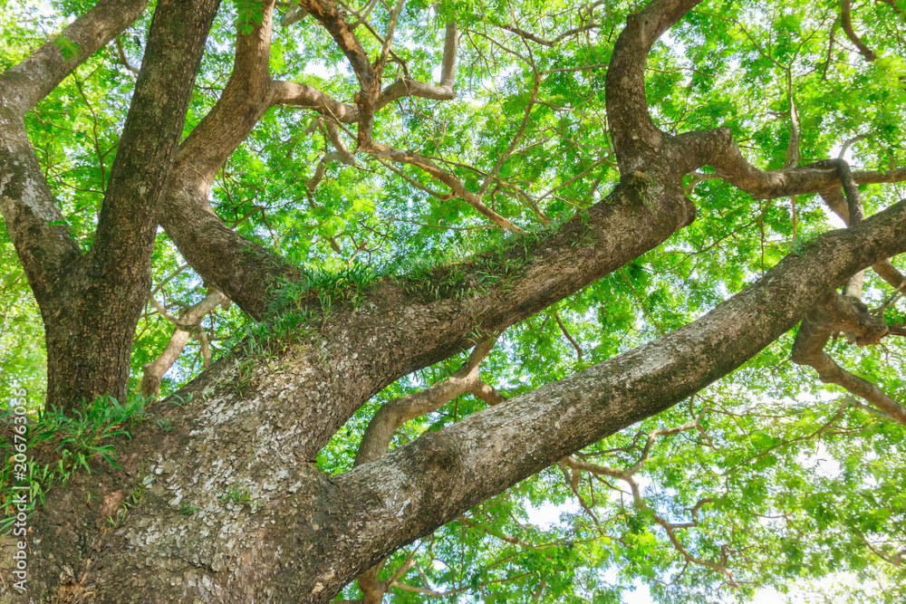branch and leaf of tree beautiful in the forest on white background bottom view. concept world environment day (Stop destroy the forest) branch and leaf of tree beautiful in the forest on white background bottom view. concept world environment day (Stop destroy the forest)