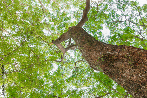 branch and leaf of tree beautiful in the forest on white background bottom view. concept world environment day (Stop destroy the forest)