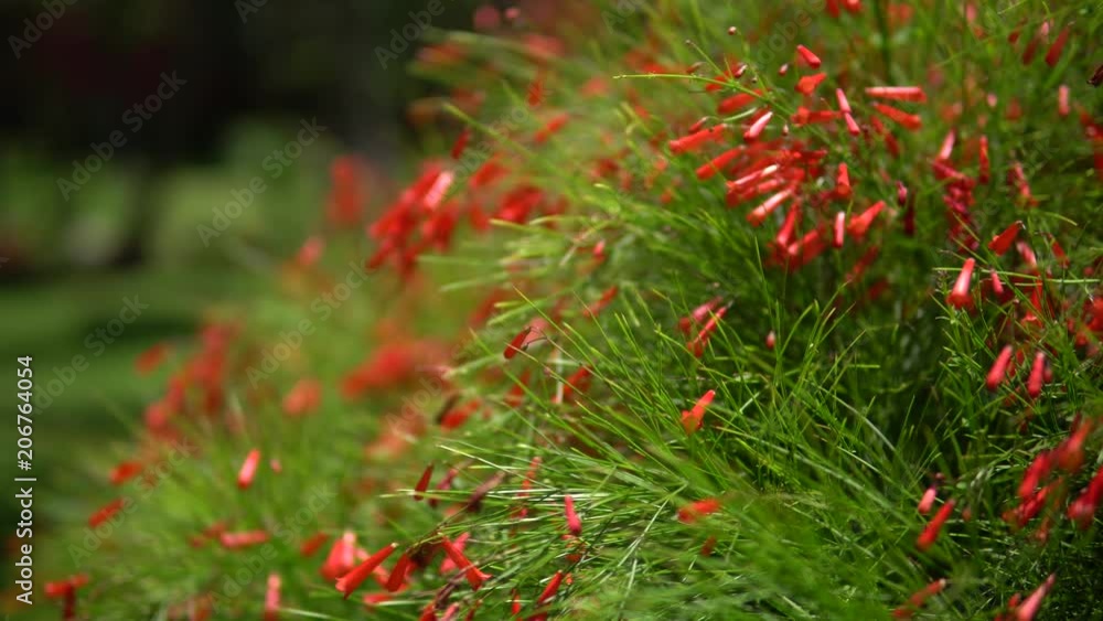 Close-up view of beautiful tropical flower of red color on green bush. Macro shot depth of field. Sunny day in Riviera Maya Mexico. Close-up view of beautiful tropical flower of red color on green bush. Macro shot depth of field. Sunny day in Riviera Maya Mexico.