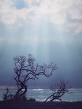 Dying trees and the light ray through the sky. atmospheric mood of sun beam, concept of hope