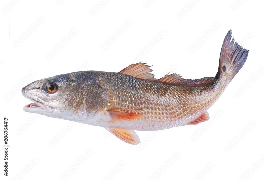 Red Drum (Sciaenops ocellatus) with a curved tail. Isolated on white background Red Drum (Sciaenops ocellatus) with a curved tail. Isolated on white background