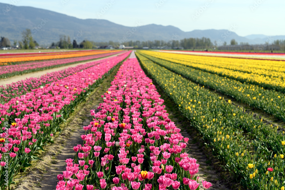 Vibrant photo of a bright colorful tulip field