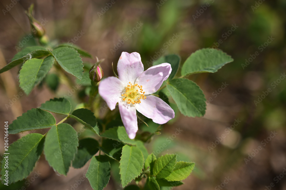 photo Alberta Wild Rose Flower Wikipedia 5 best alberta wild rose images