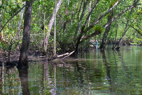 Mangroves green water and roots above ground