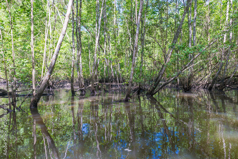 Mangroves green water and roots above ground