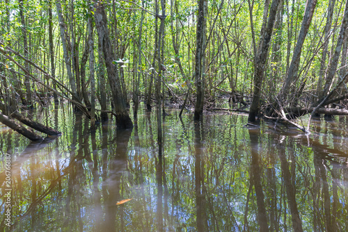 Huge natural mangroves with wide green forest