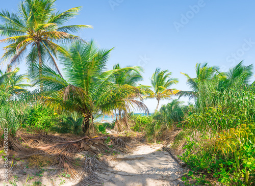 Rich beach vegetation in Itacare at the Bahia