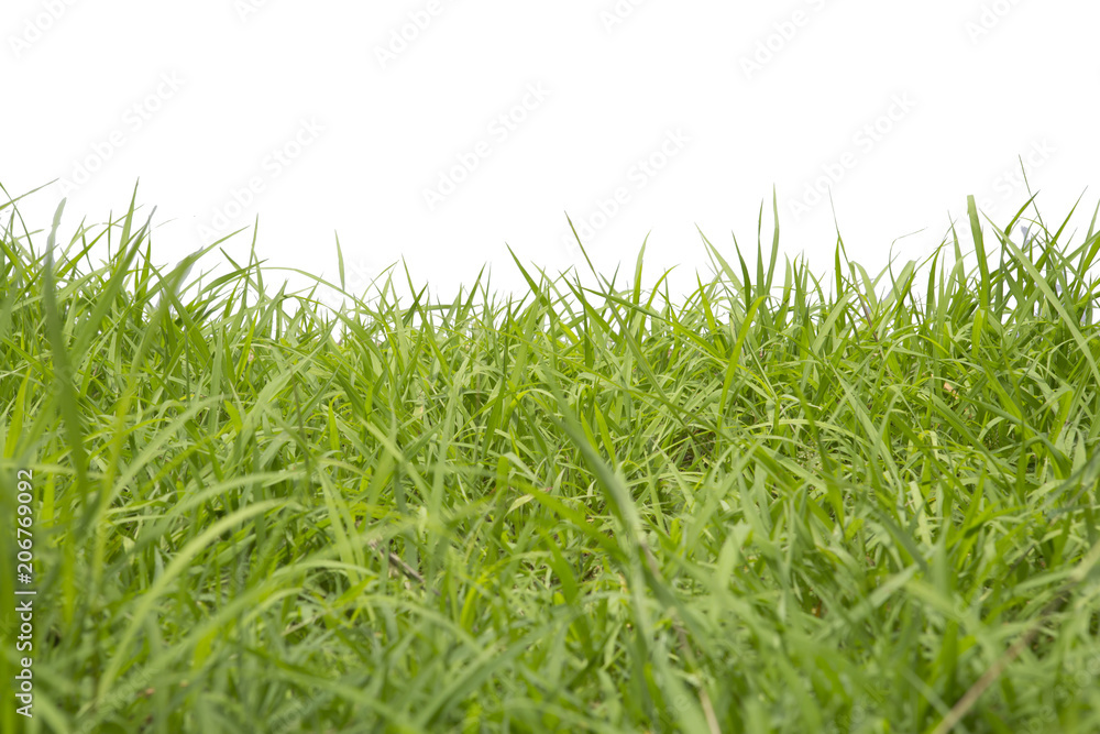 Fototapeta premium Grass isolated on white background.