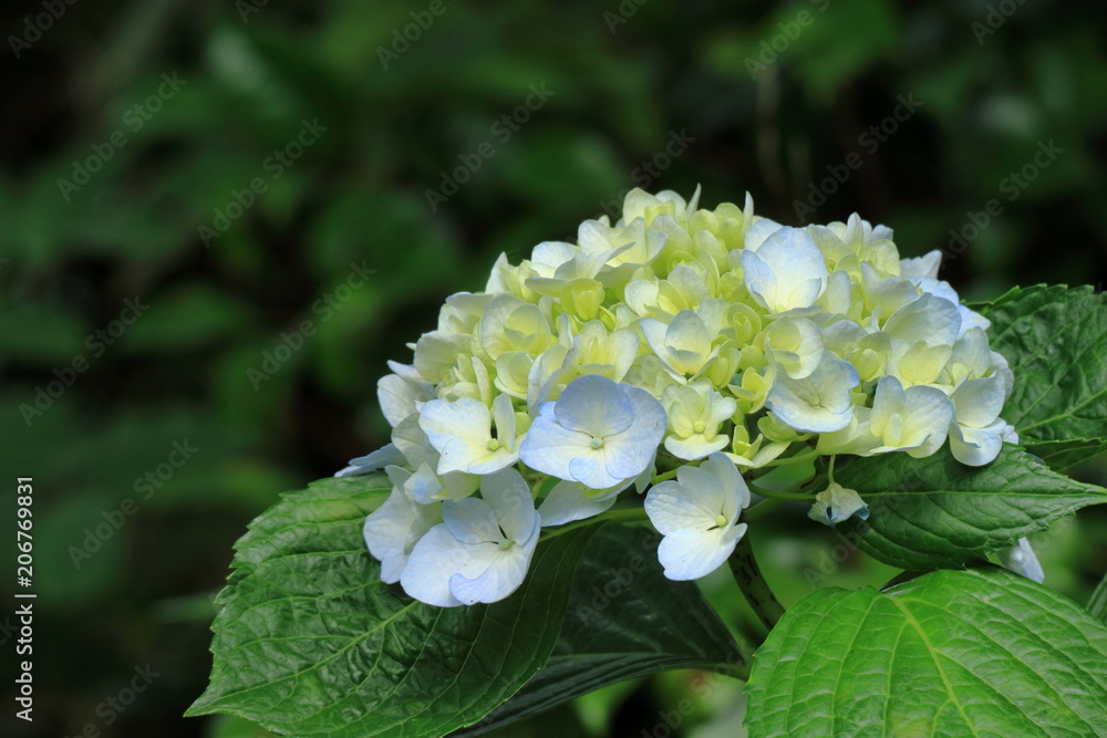 紫陽花