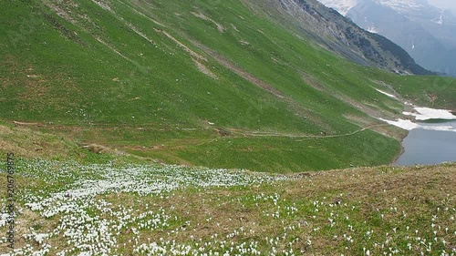 Wonderful set of crocus flowers at the alpine meadow. Crocus blossom. Mountain flowers. The Branchino natural lake. Orobie alps. Italy photo